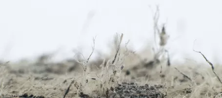 Image of grass